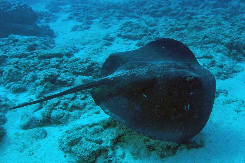 Les Raies / Los Chuchos