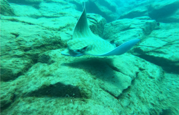 Inmersión a la deriva